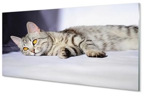 Obraz na akrylátovom skle Ležiace mačka 100x50 cm