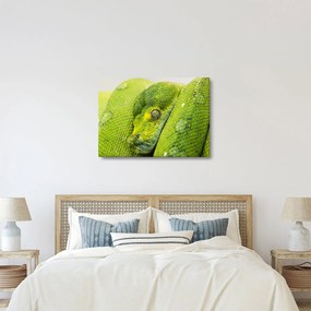 Obraz hada (70x50 cm)