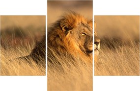 Obraz - Národný park Etosha (90x60 cm)