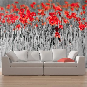 Artgeist Fototapeta - Red poppies on black and white background Veľkosť: 450x270, Verzia: Standard