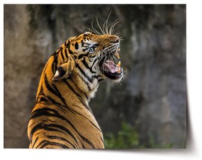 Sablio Plagát Revúci tiger - 60x40 cm