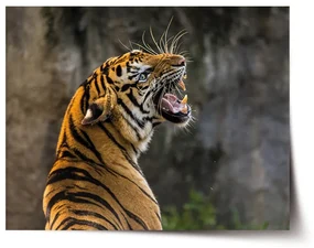 Sablio Plagát Revúci tiger - 60x40 cm