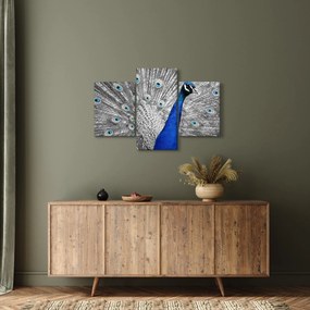 Obraz - modrý páv (90x60 cm)