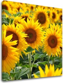 Obraz na stenu ŽLTÉ KVETY_168-12