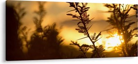Obraz - Slnko zapadajúce za stromami (120x50 cm)