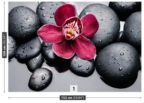 Fototapeta Vliesová Orchidea kamene 416x254 cm