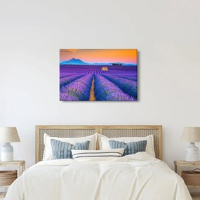 Obraz - Levanduľové pole (90x60 cm)