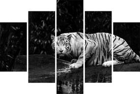 Obraz - Tiger albín, čiernobiely (150x105 cm)