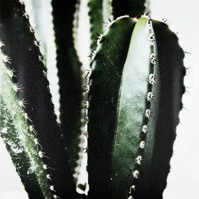 Obraz na plátne Kaktus zblízka, 50x50 cm%
