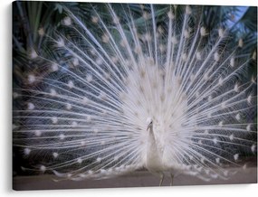 Obraz - Biely páv (70x50 cm)