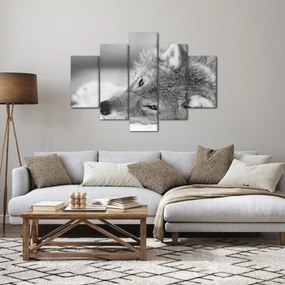 Obraz - Vlk, čiernobiela (150x105 cm)