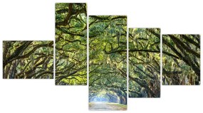 Aleje stromov - obraz