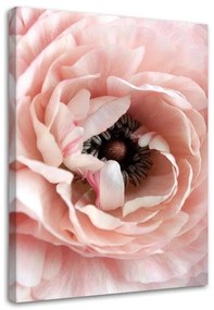 Obraz na plátně Pivoňka Květy růžové - 60x90 cm