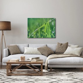 Obraz kvapiek rosy (70x50 cm)