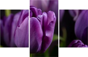 Obraz kvetov tulipánov (90x60 cm)