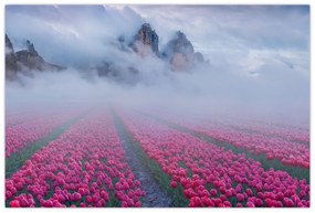 Obraz - Krajina s tulipánovými poľami (90x60 cm)