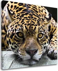 Obraz na stenu ZVIERATÁ