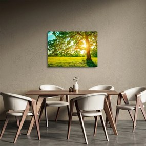 Sklenený obraz - Slnečný les (70x50 cm)