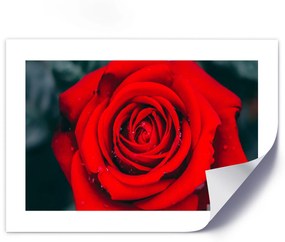 Gario Plagát Kvitnúca ruža Farba rámu: Bez rámu, Veľkosť: 30 x 20 cm