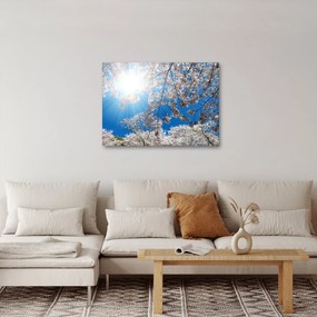Obraz - Čerešňové kvety (70x50 cm)