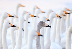 Umelecká fotografie Unique swan, High quality images of Japan and nature, (40 x 26.7 cm)