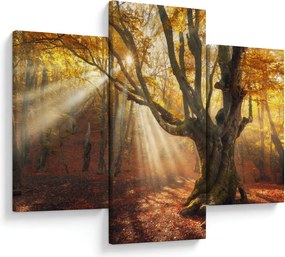 Obraz - Jesenný svit (90x60 cm)
