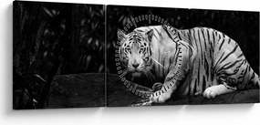 Obraz - Tiger albín, čiernobiely (s hodinami) (90x30 cm)