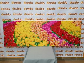 Obraz pestrofarebné tulipány