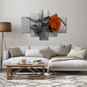 Obraz - Oranžová ruža (150x105 cm)