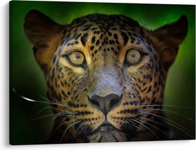 Obraz - Portrét leoparda, Sri Lanka (70x50 cm)