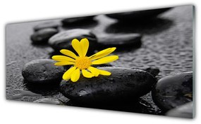 Obraz plexi Kvet kamene rastlina kúpele 125x50 cm