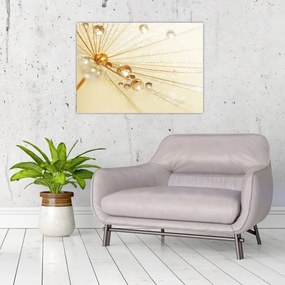 Sklenený obraz - Makro fotografie púpavy (70x50 cm)
