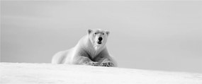 Obraz - Ľadový medveď, čiernobiela (120x50 cm)