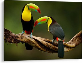 Obraz sediacich tukanov, Costa Rica (70x50 cm)