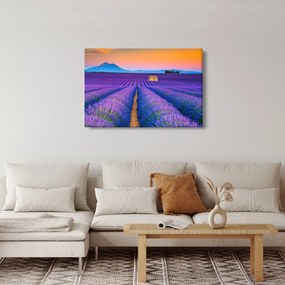 Obraz - Levanduľové pole (90x60 cm)