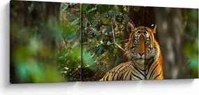 Obraz odpočívajúceho tigra (s hodinami) (90x30 cm)