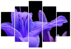 Obrazy kvetiny