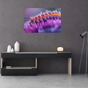 Obraz - Húsenica (90x60 cm)