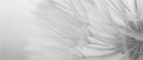 Obraz - Púpava (120x50 cm)