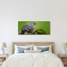 Obraz - Muchárik (120x50 cm)