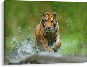 Obraz - Bežiaci tiger (70x50 cm)