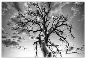 Obraz - Čiernobiely strom (90x60 cm)