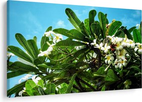 Obraz - Plumeria (90x60 cm)
