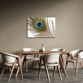 Obraz pávieho peria (70x50 cm)