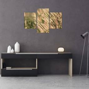 Obraz - Obilie (90x60 cm)