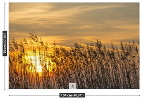 Fototapeta Vliesová Reed sun 104x70 cm