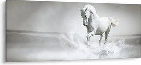 Obraz - Biely kôň (120x50 cm)
