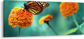 Obraz motýľa (120x50 cm)
