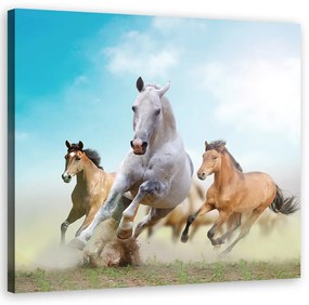 Obraz na plátně, Cválající koně - 50x50 cm