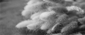 Obraz - bunny tail grass na stole (120x50 cm)